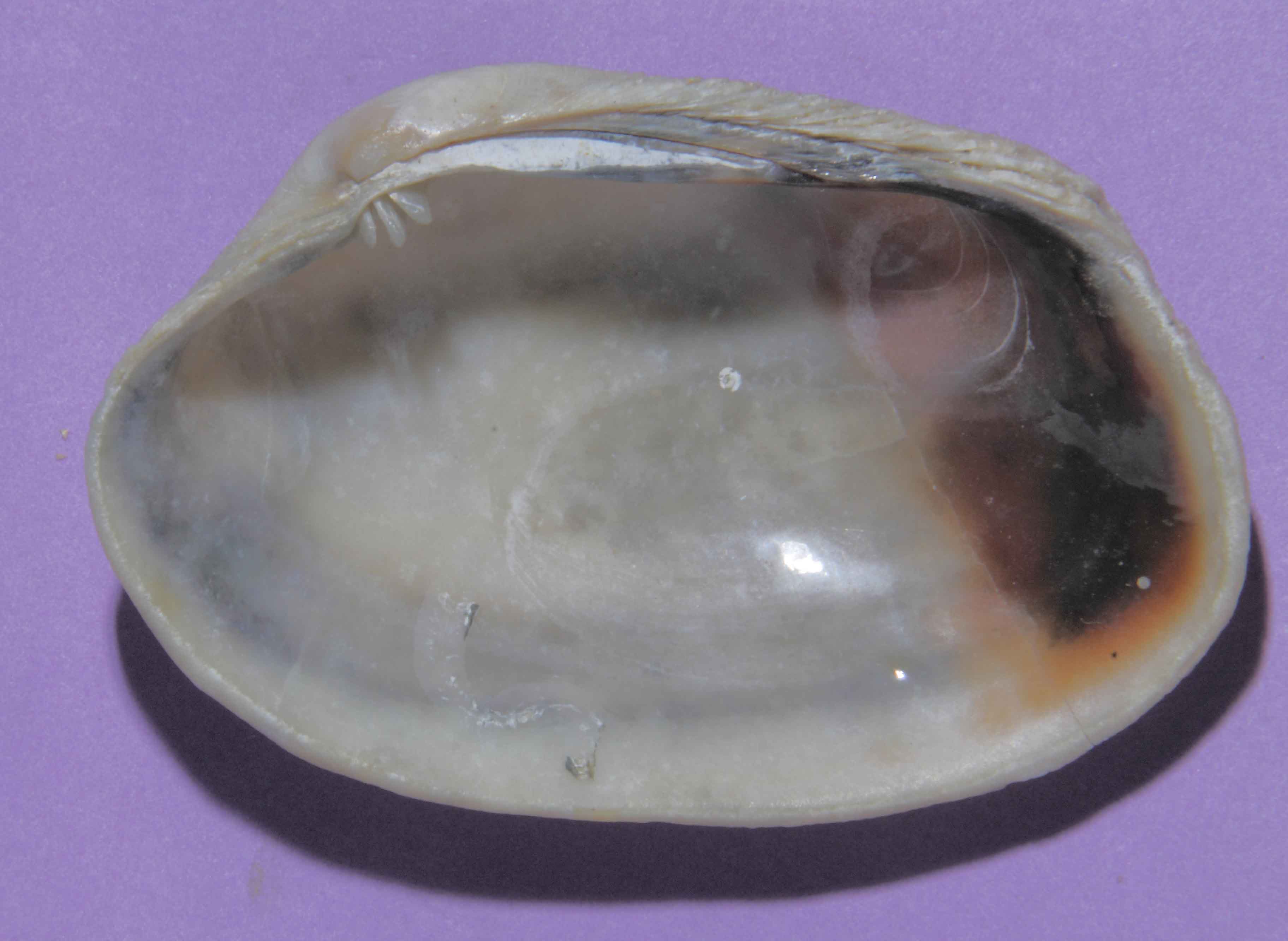 bivalve portoghese